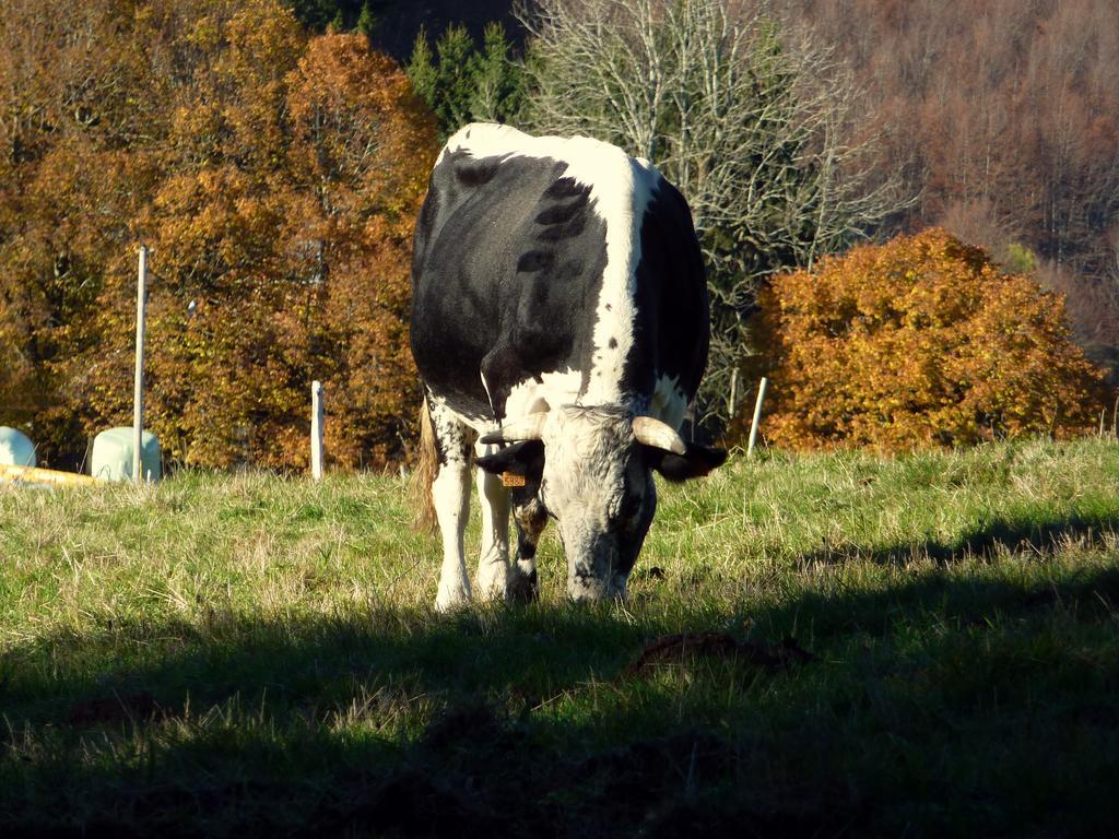 Gite Schlitteur Et Sapiniere Breitenbach Dış mekan fotoğraf